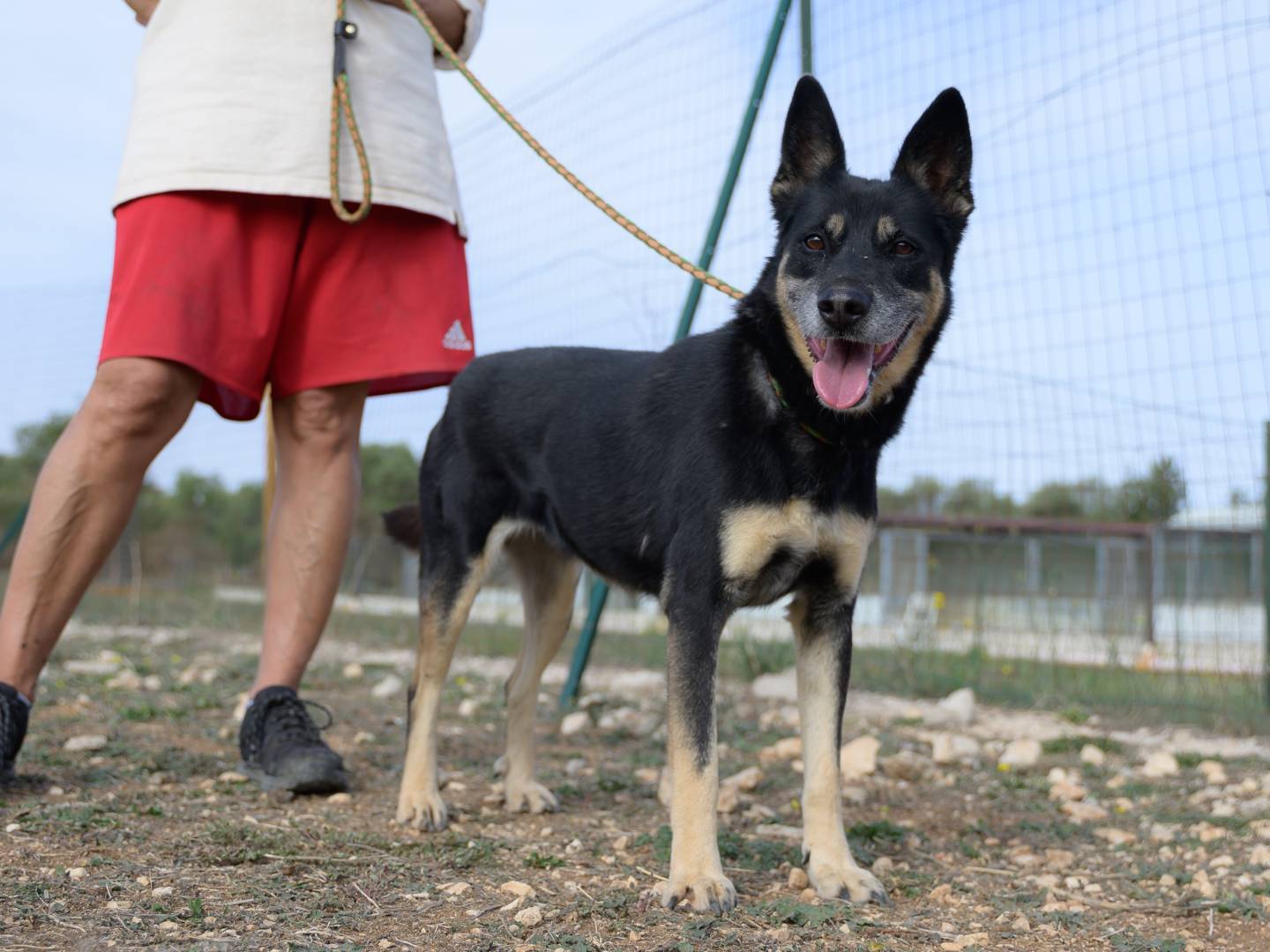 Vuoi adottare un cane a Bari?