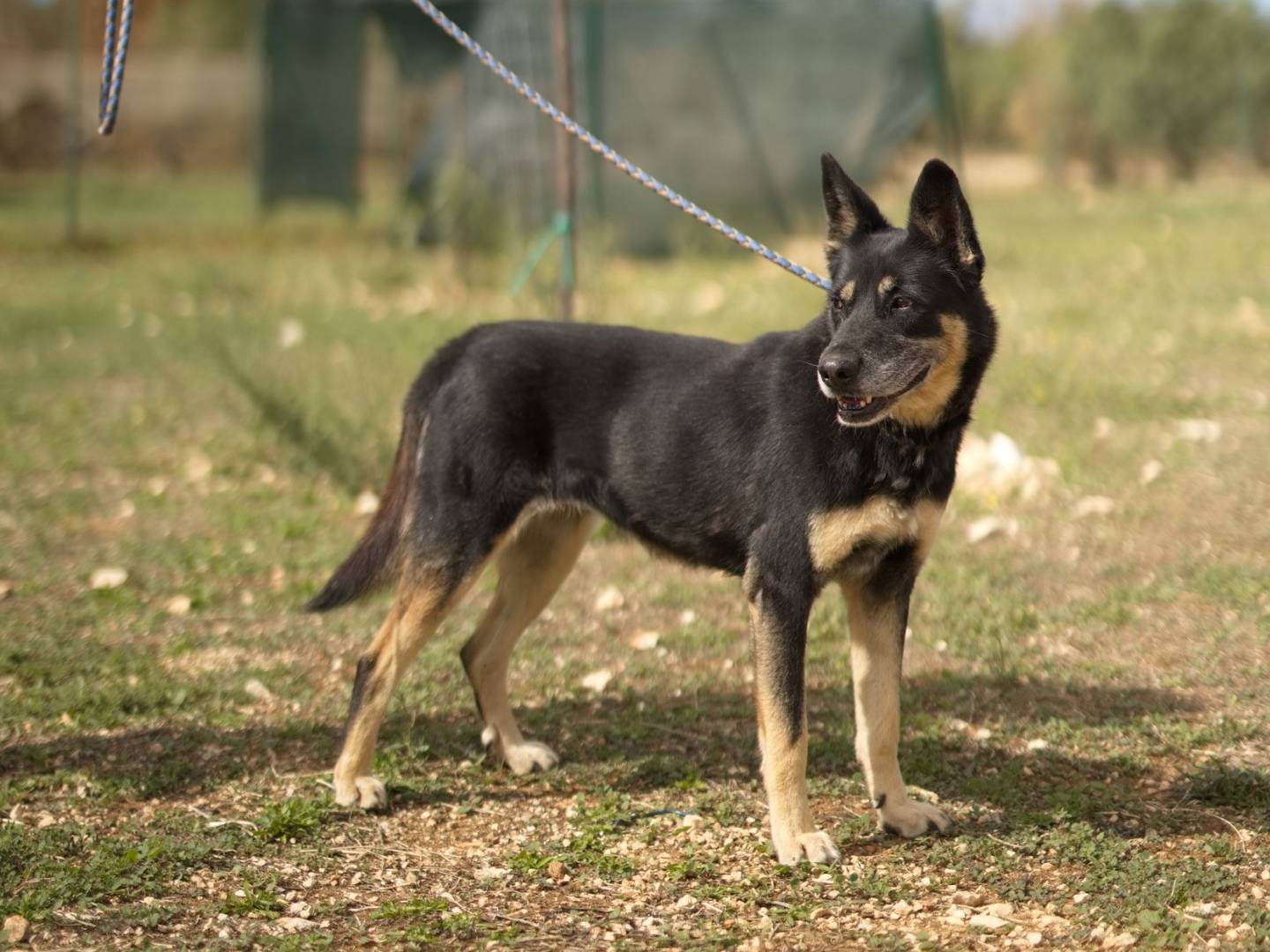 Adotta il cane Tappina a Bari
