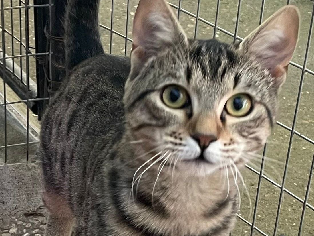 Adozione gatto, maschio, Razza sconosciuta Razza sconosciuta, 1 anno e 2 mesi, taglia non valida, Roma