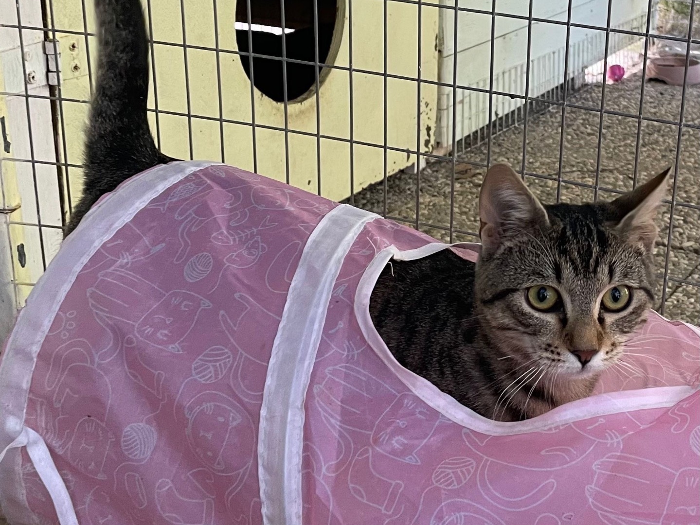 Adotta un gatto, maschio, 1 anno e 2 mesi, Roma