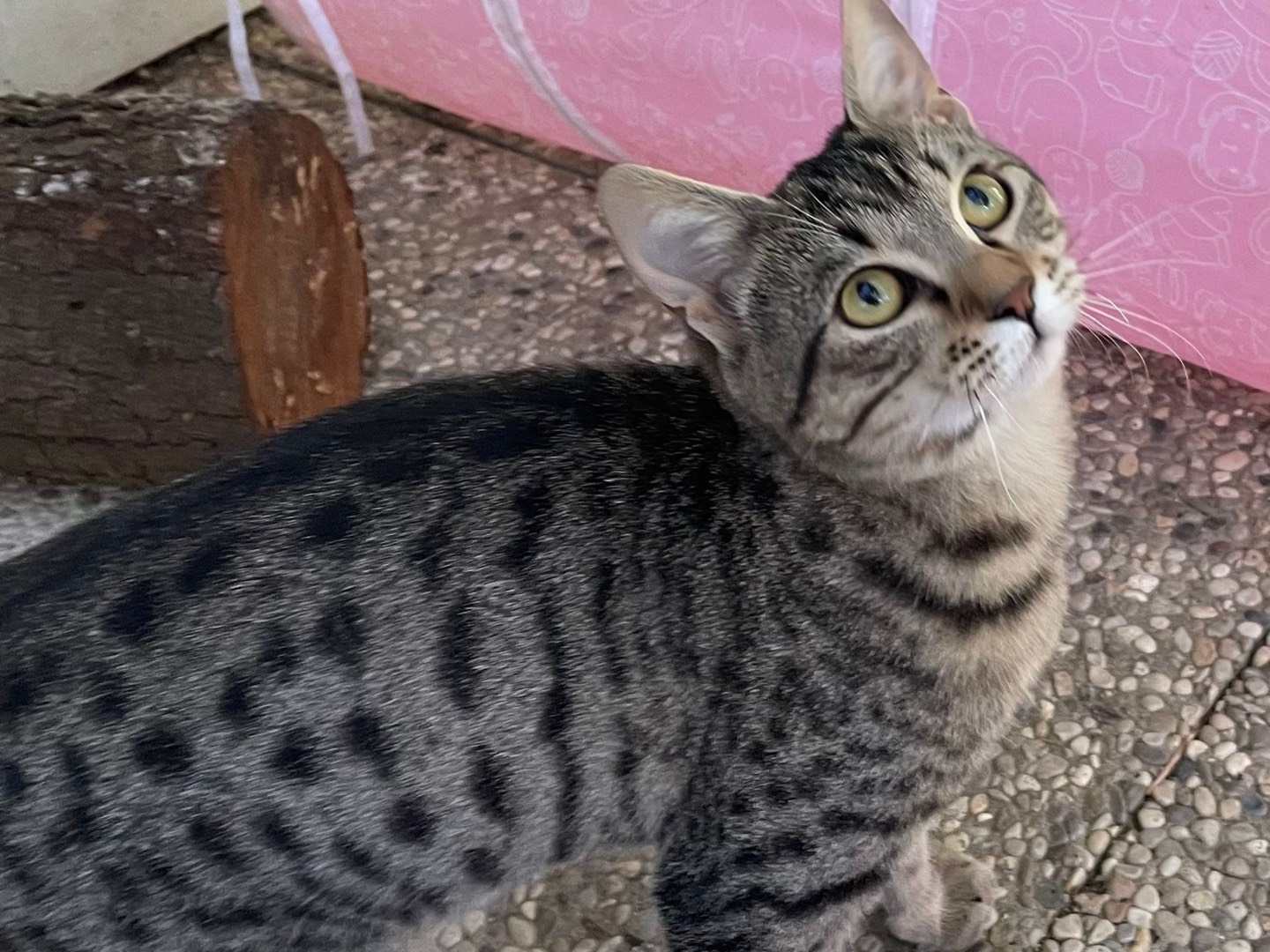 Adotta un gatto, taglia non valida, maschio, Roma