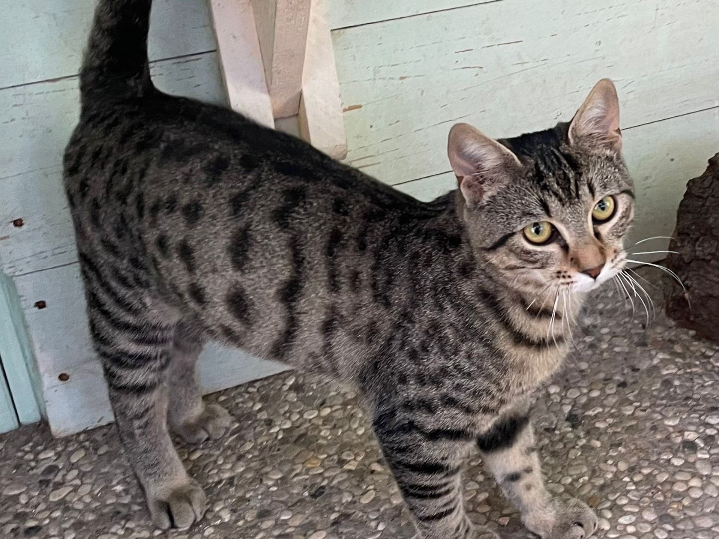 Vuoi adottare un gatto a Roma?