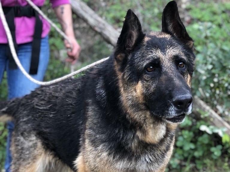 Adotta un cane, femmina, 9 anni  e 4 mesi , Latina