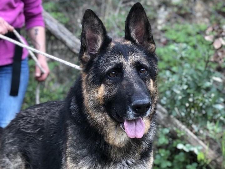 Vuoi adottare un cane a Latina?
