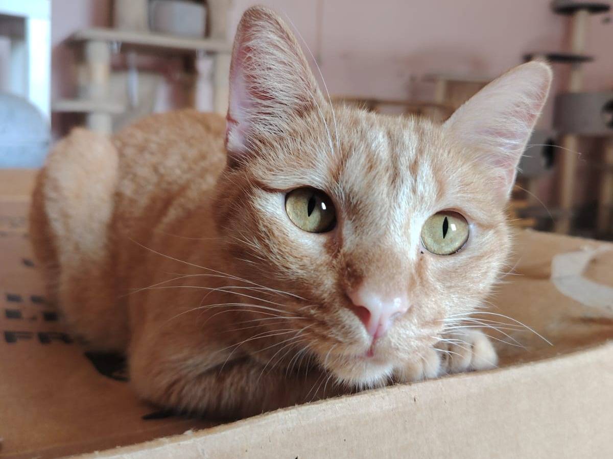 Adotta un gatto, maschio, 1 anno e 4 mesi , Chieti