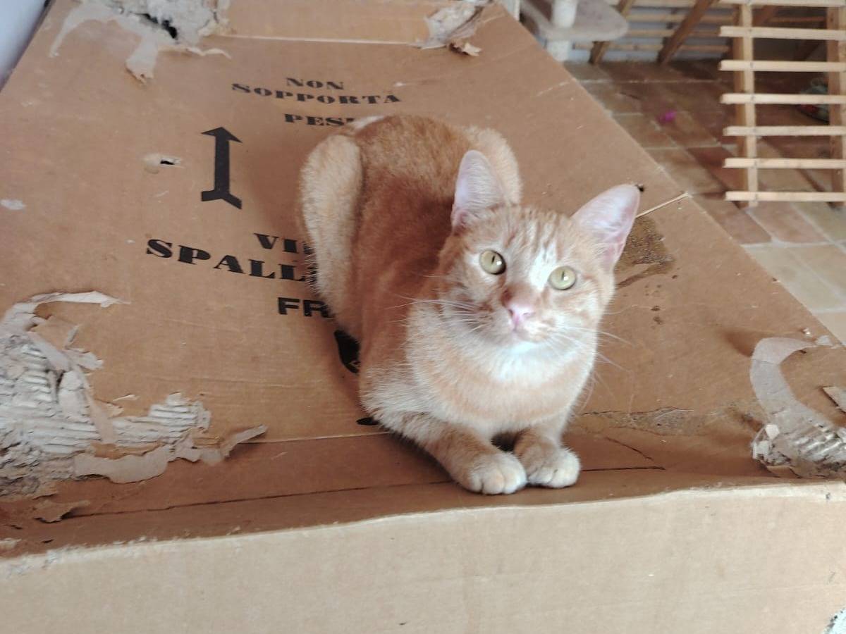 Adotta un gatto, taglia non valida, maschio, Chieti