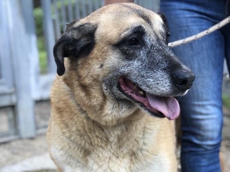 Adotta un cane, maschio, 7 anni  e 5 mesi , Latina