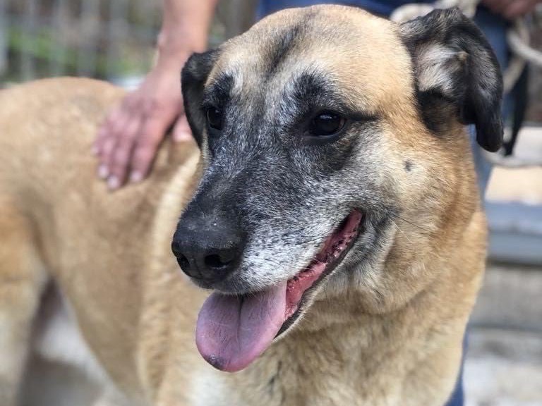 Adotta un cane, taglia grande, maschio, Latina