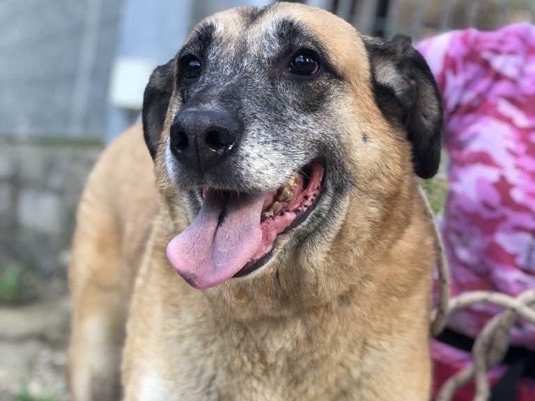 Vuoi adottare un cane a Latina?
