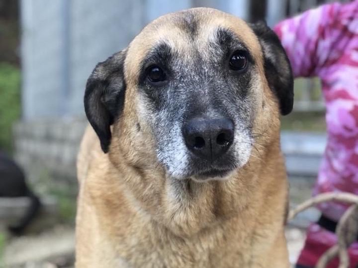 Adotta il cane Anthony a Latina