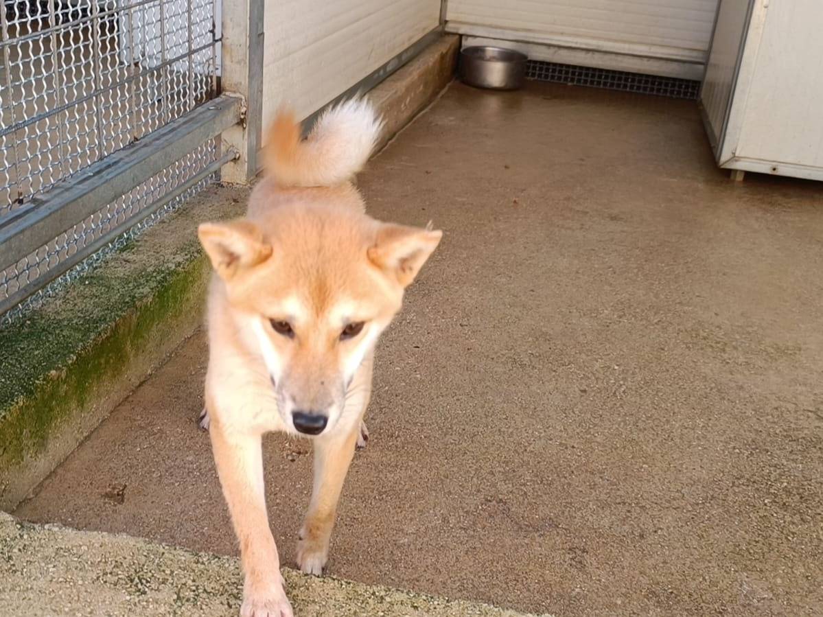 Adotta un cane, maschio, 8 anni  e 6 mesi , Caserta