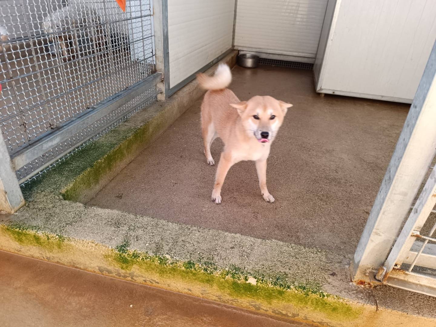 Adotta un cane, taglia piccola, maschio, Caserta