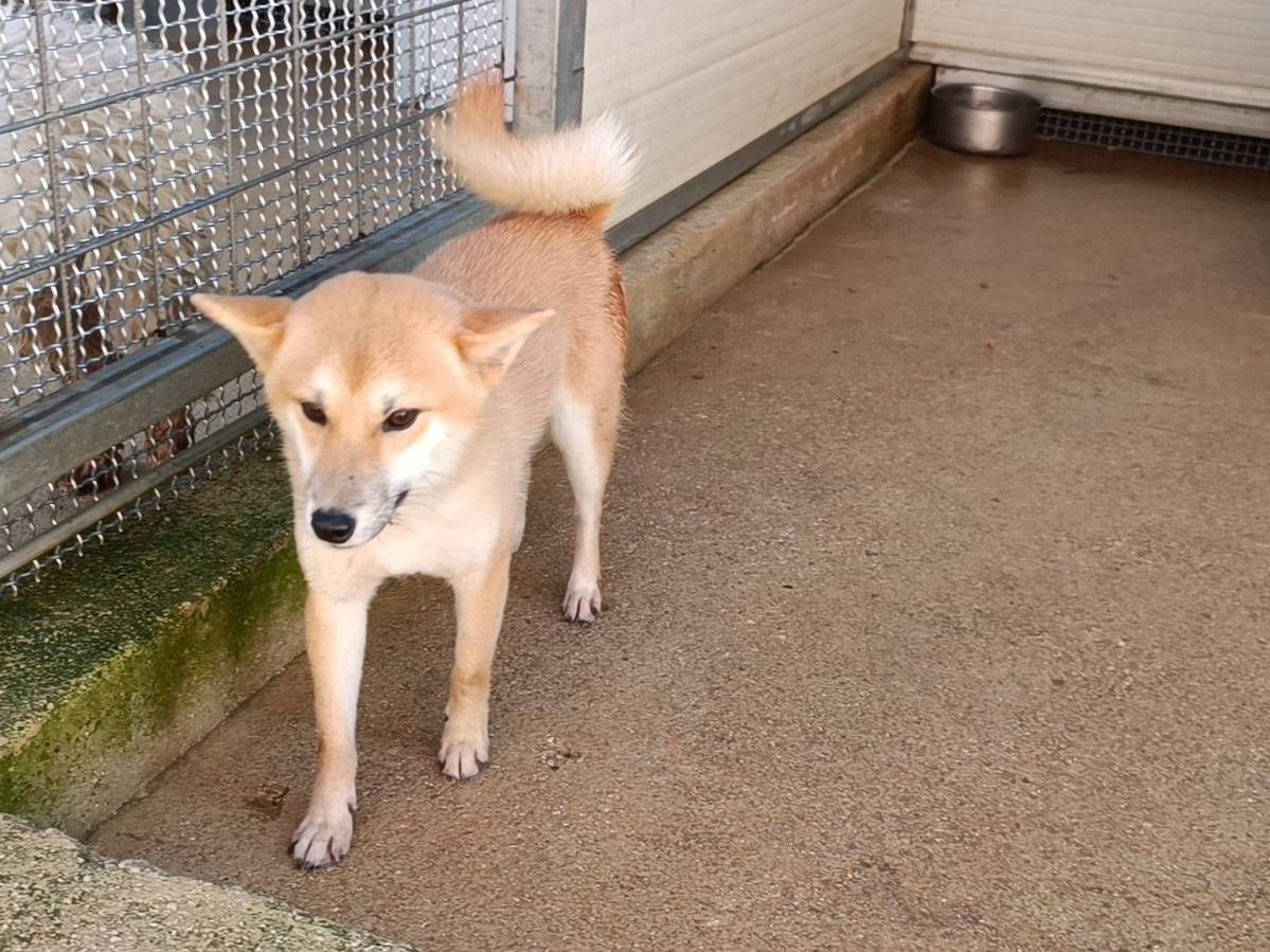 Vuoi adottare un cane a Caserta?