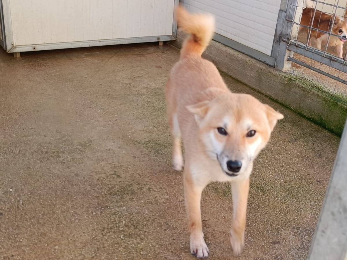 Adotta il cane Shiba a Caserta