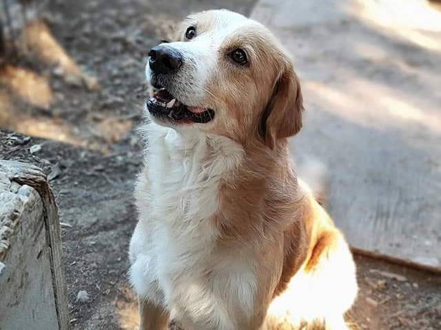 Foto dell'animale
