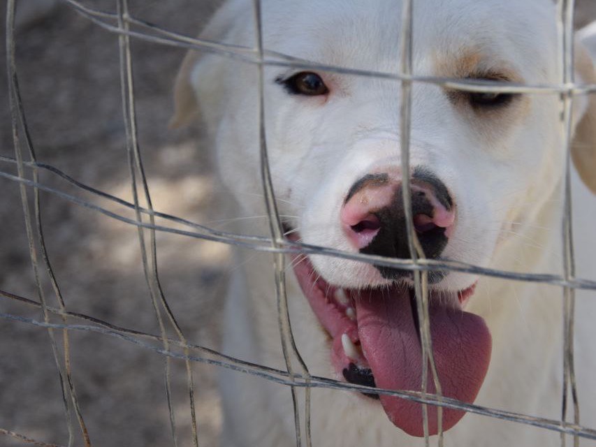 Adozione cane, maschio, Razza sconosciuta Razza sconosciuta, 2 anni  e 9 mesi , taglia media, Agrigento