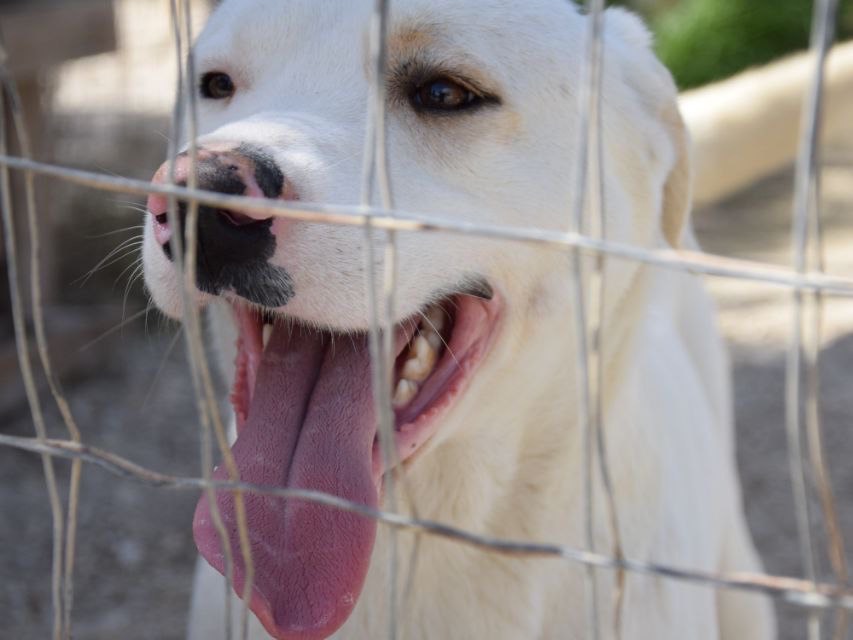 Adotta un cane, maschio, 2 anni  e 9 mesi , Agrigento