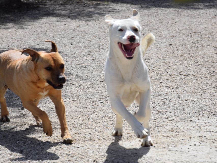 Vuoi adottare un cane a Agrigento?