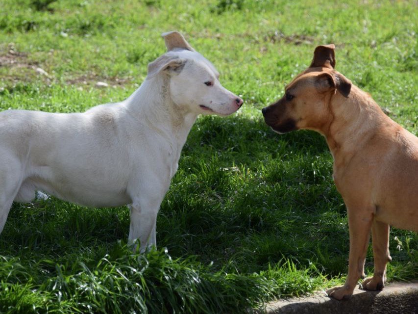 Adotta il cane Vento a Agrigento