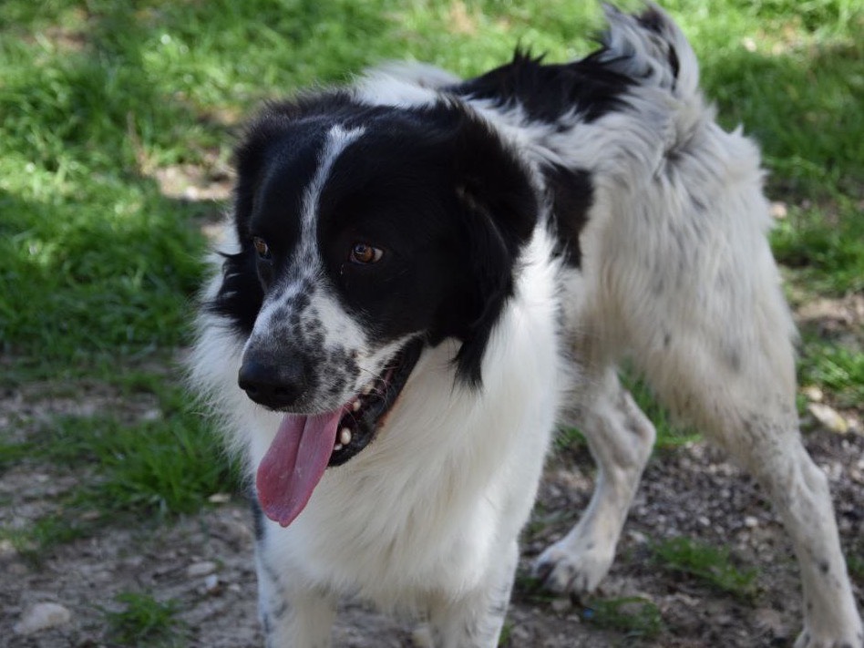 Adotta un cane, maschio, 3 anni , Agrigento