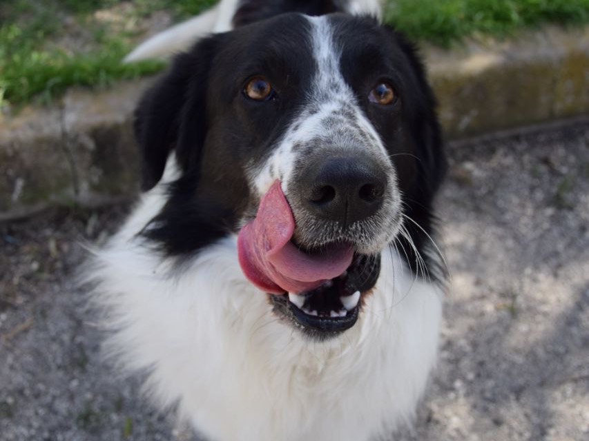 Adotta un cane, taglia grande, maschio, Agrigento