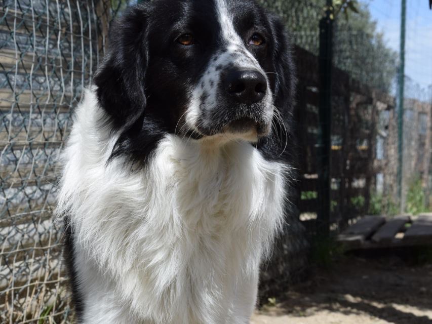 Vuoi adottare un cane a Agrigento?