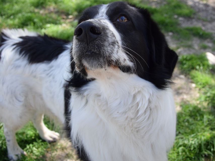 Adotta il cane Winnie a Agrigento
