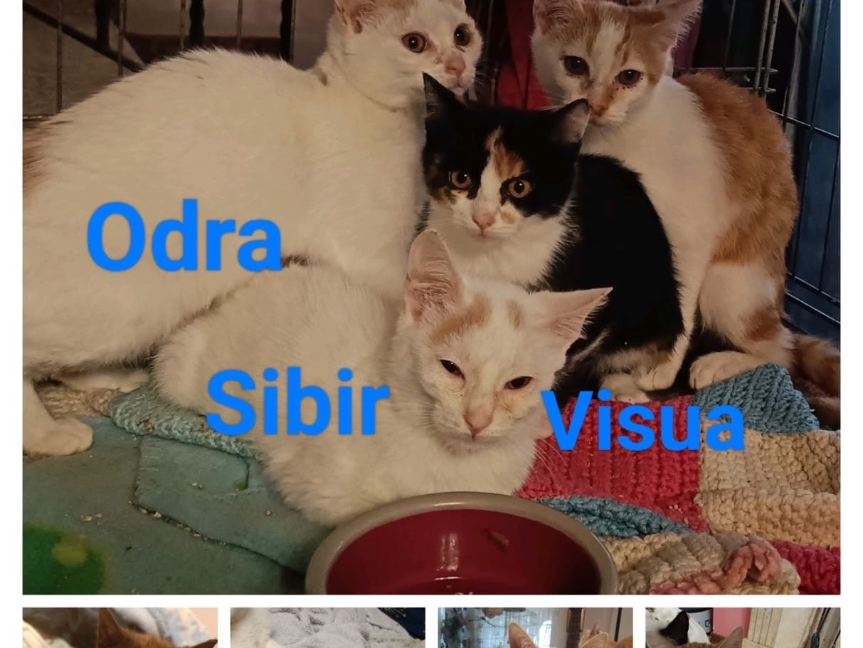 Adozione gatto, femmina, Razza sconosciuta Razza sconosciuta, 6 mesi, taglia non valida, Pavia