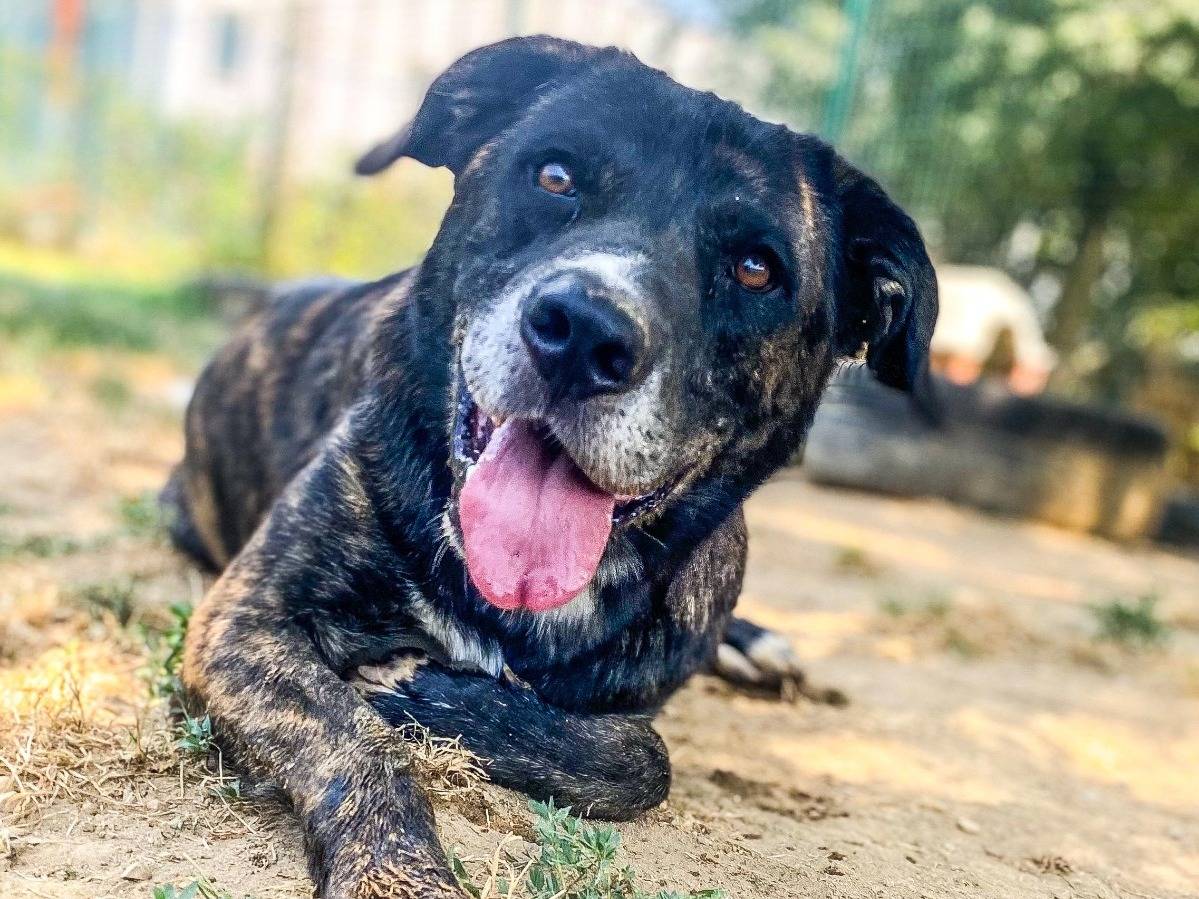 Adozione cane, maschio, Razza sconosciuta Razza sconosciuta, 4 anni  e 4 mesi , taglia grande, Milano