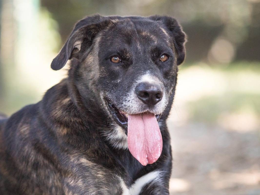 Adotta un cane, maschio, 4 anni  e 4 mesi , Milano