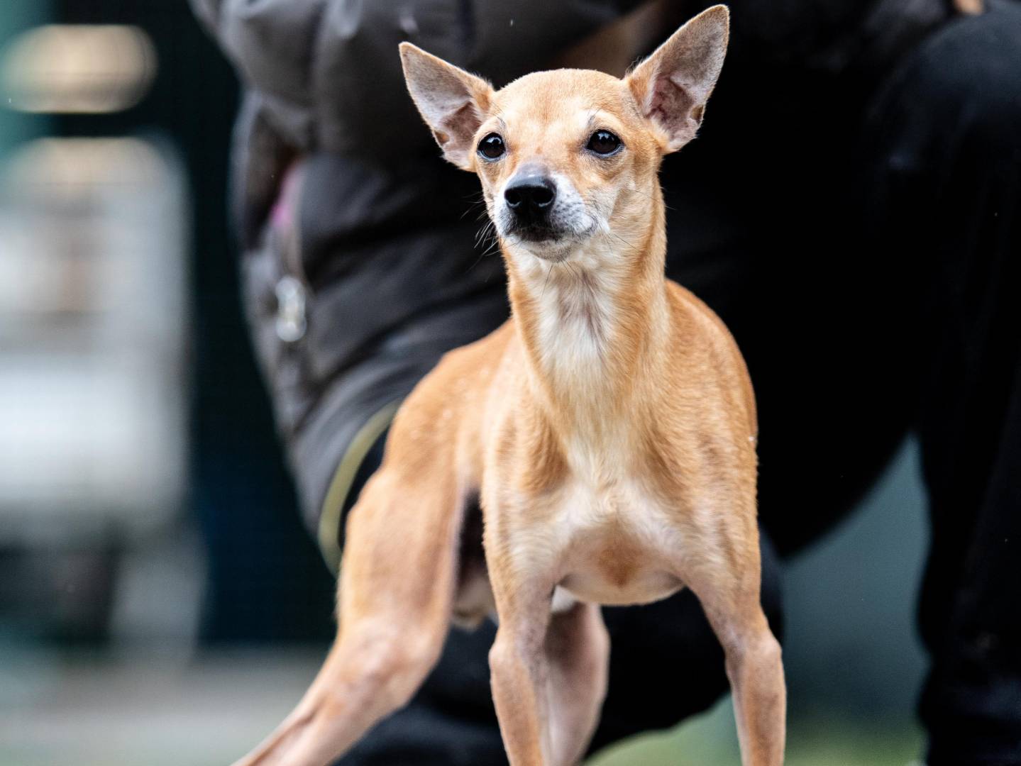 Adotta un cane, maschio, 8 anni  e 7 mesi , Milano