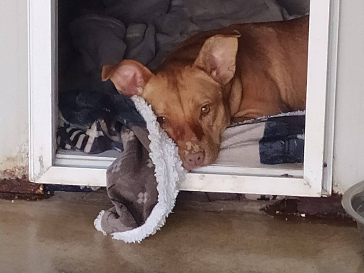 Adotta un cane, taglia media, femmina, Milano