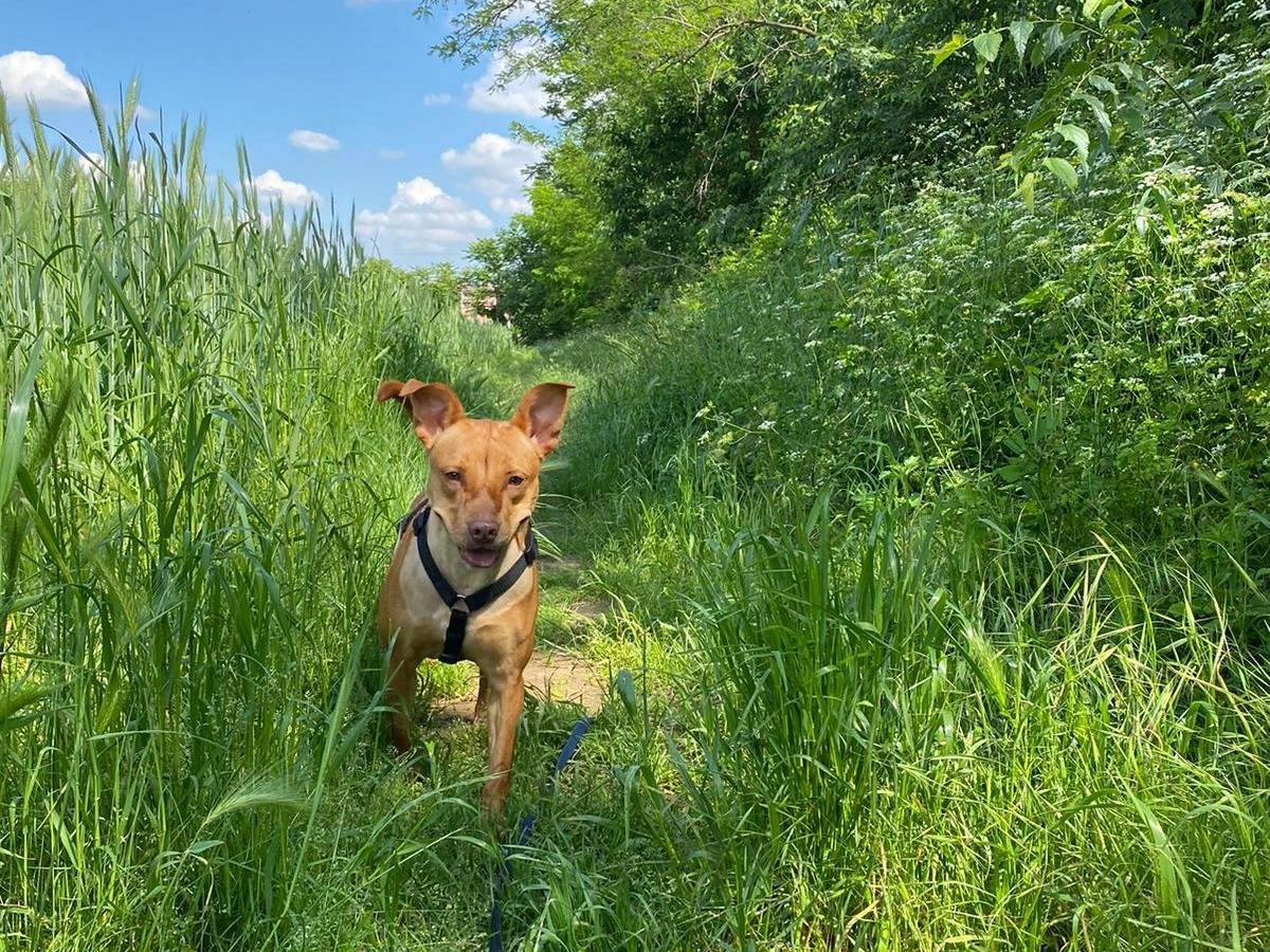 Vuoi adottare un cane a Milano?