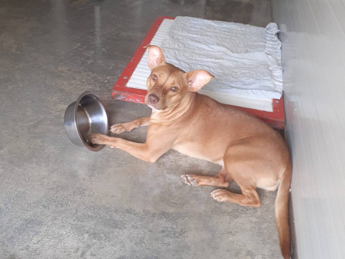 Adotta il cane Grace a Milano