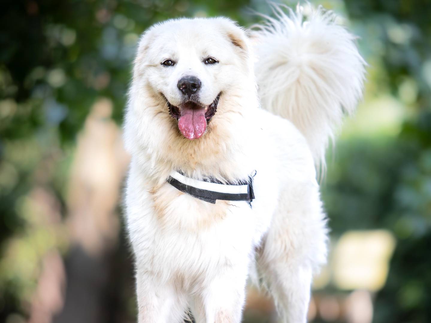 Adotta un cane, maschio, 1 anno e 6 mesi , Milano