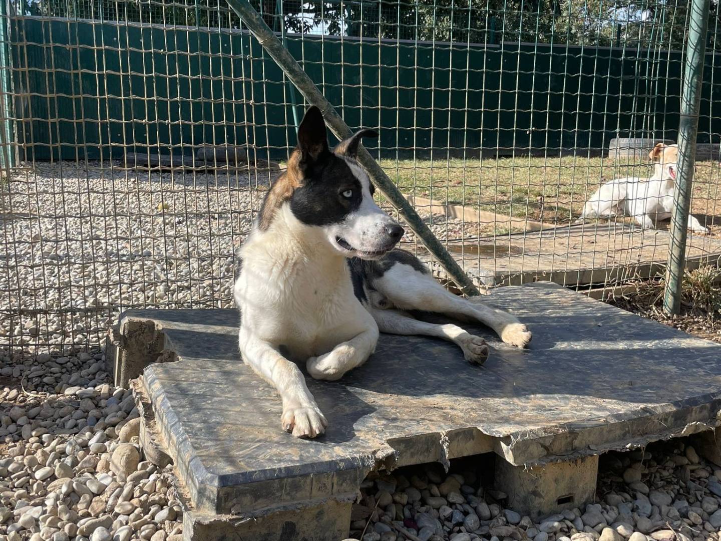 Adotta un cane, maschio, 3 anni  e 3 mesi , Milano