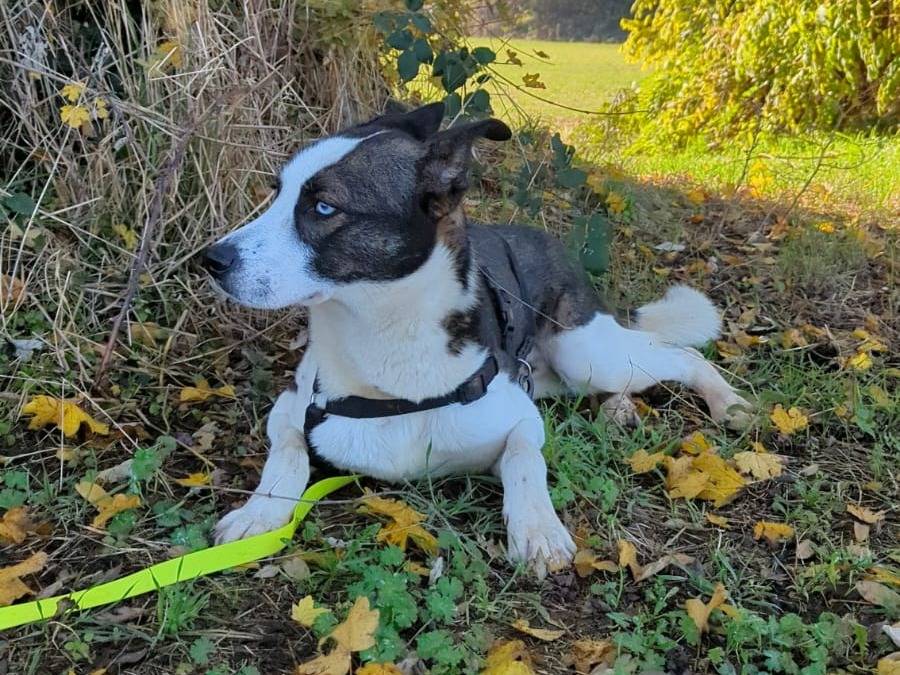 Adotta un cane, taglia media, maschio, Milano