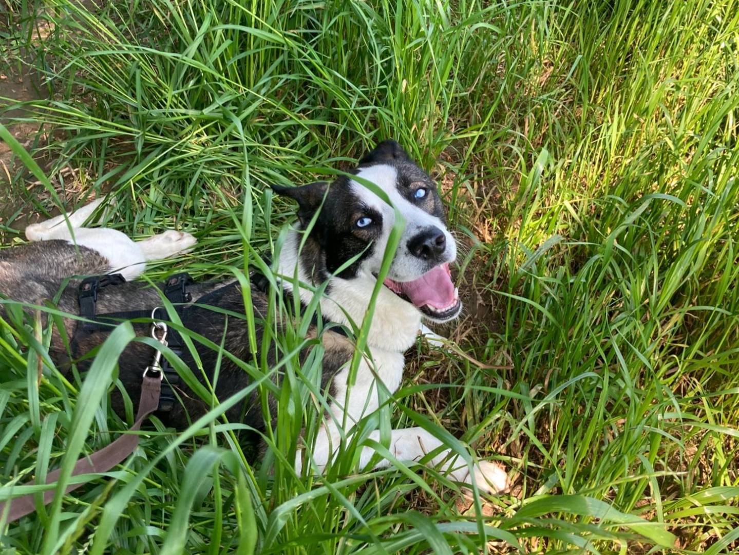 Vuoi adottare un cane a Milano?