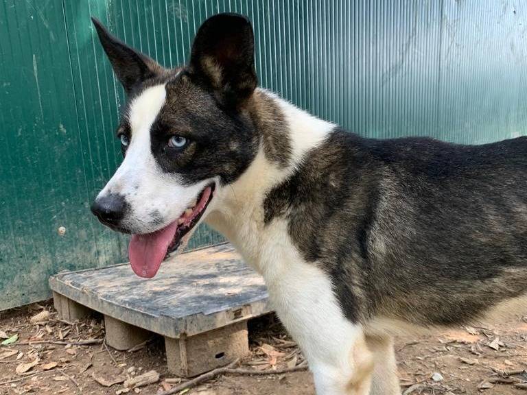 Adotta il cane Peter a Milano