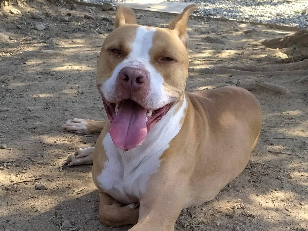 Adotta un cane, maschio, 5 anni  e 10 mesi , Milano