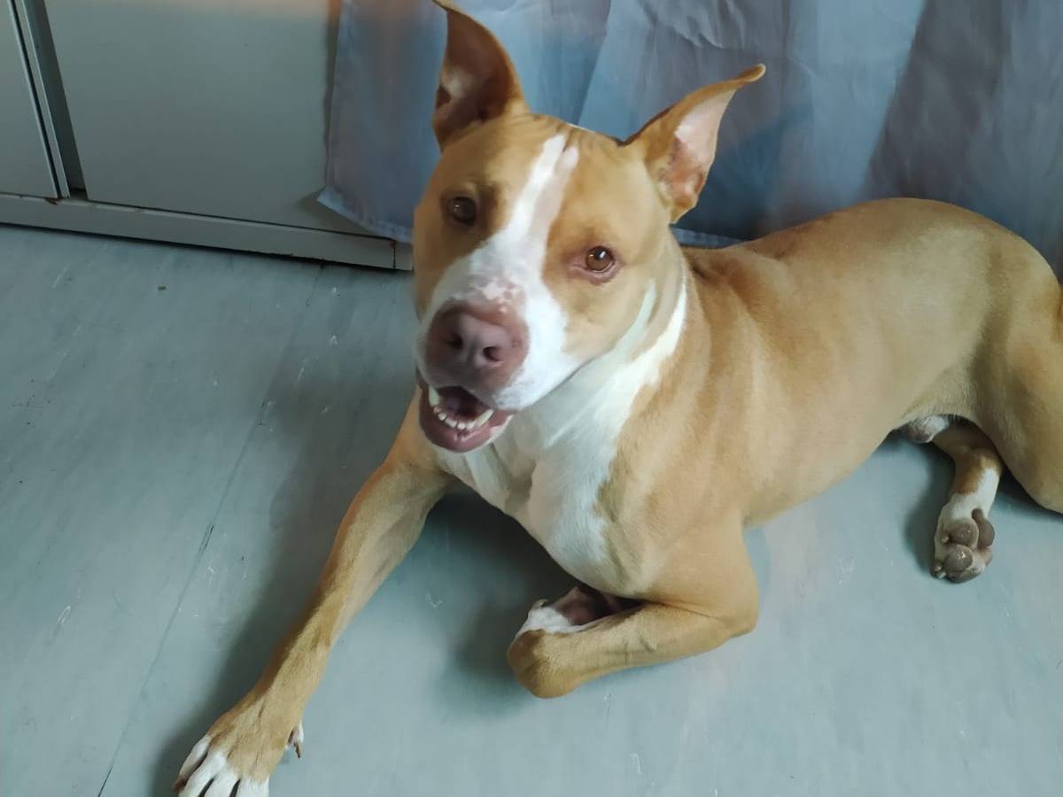 Adotta un cane, taglia grande, maschio, Milano