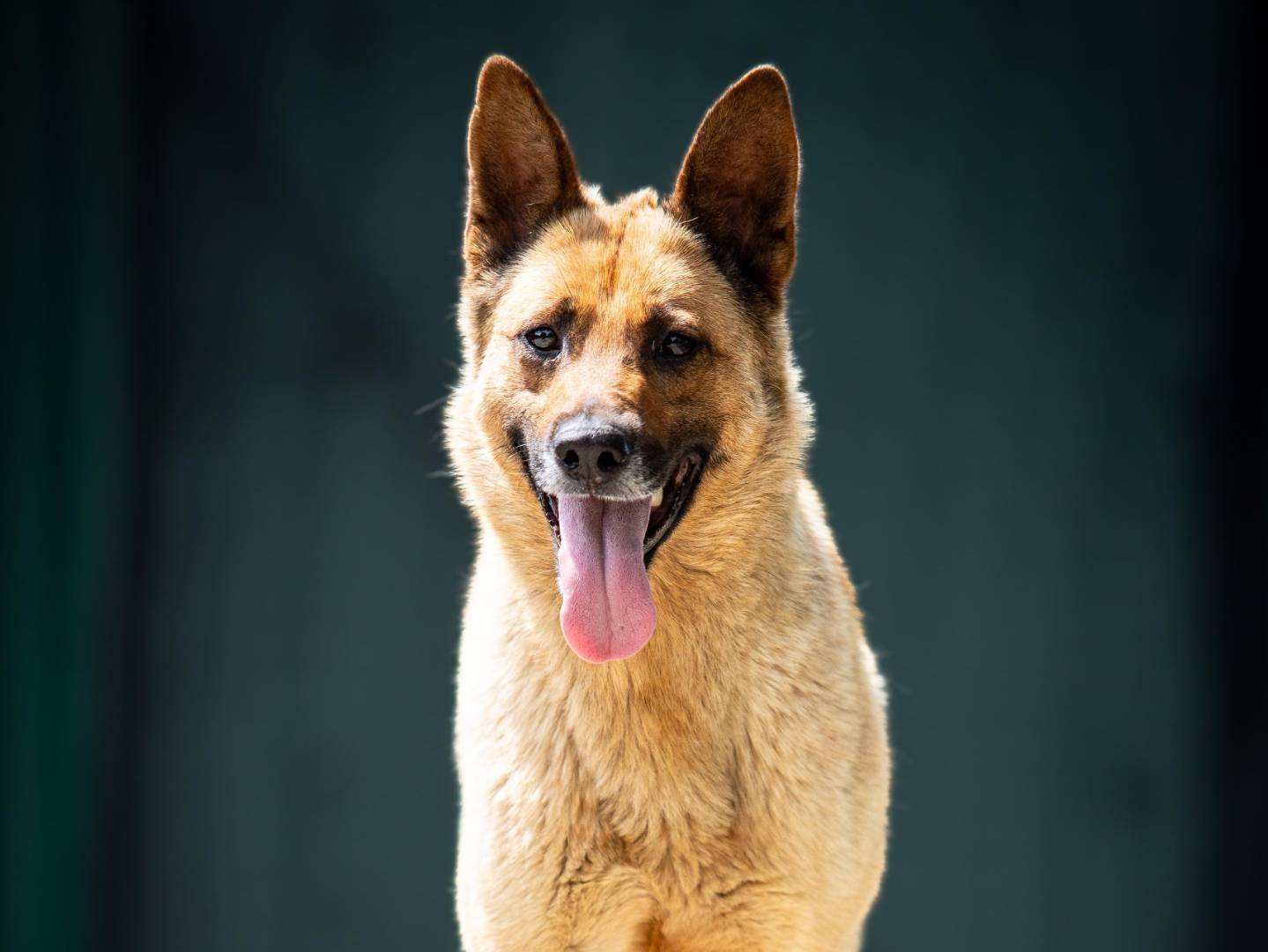 Foto dell'animale