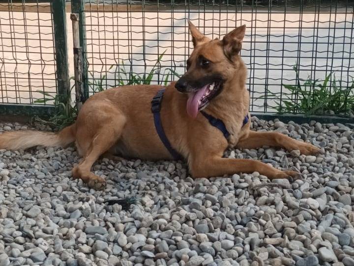 Adotta un cane, femmina, 5 anni  e 11 mesi , Milano