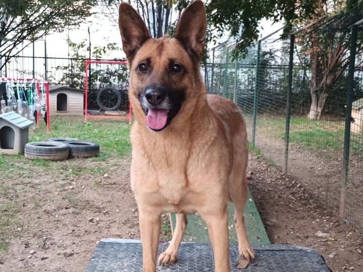 Adotta un cane, taglia media, femmina, Milano
