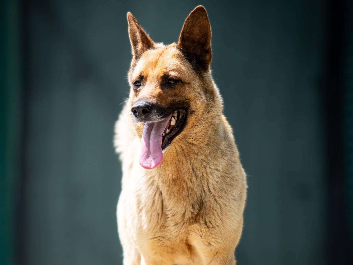 Vuoi adottare un cane a Milano?