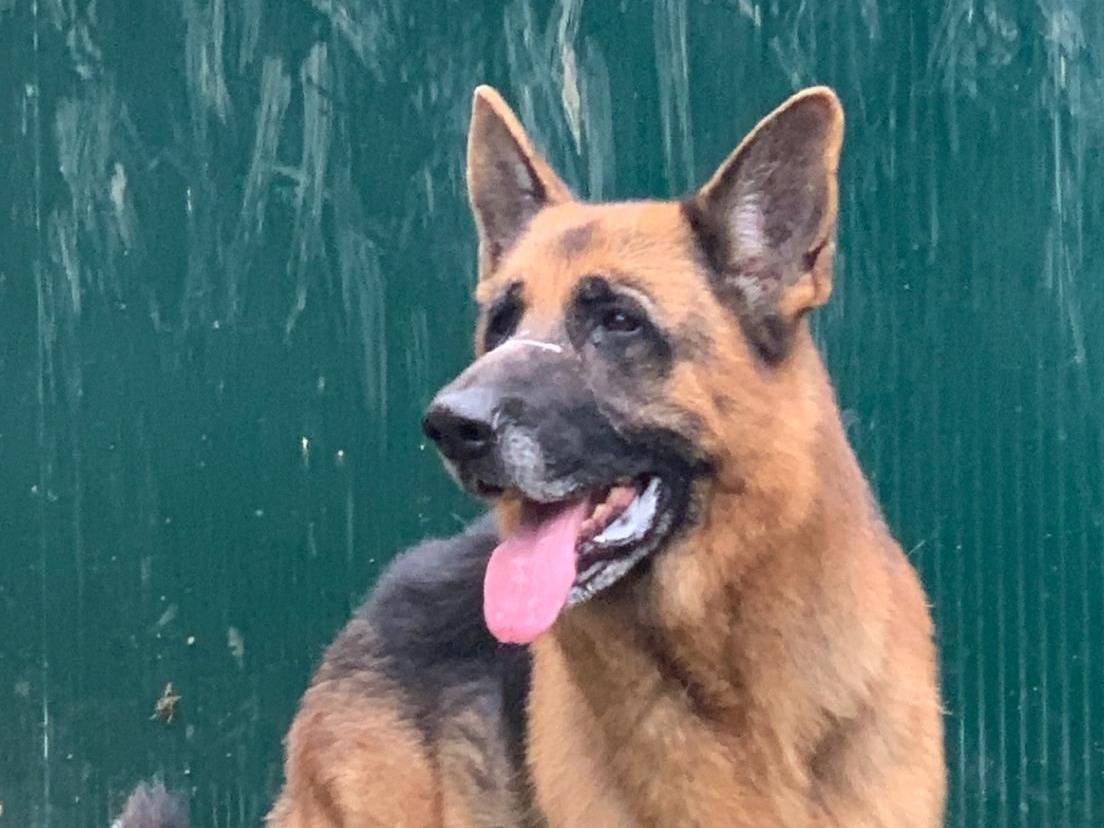 Adotta un cane, maschio, 7 anni  e 3 mesi , Milano