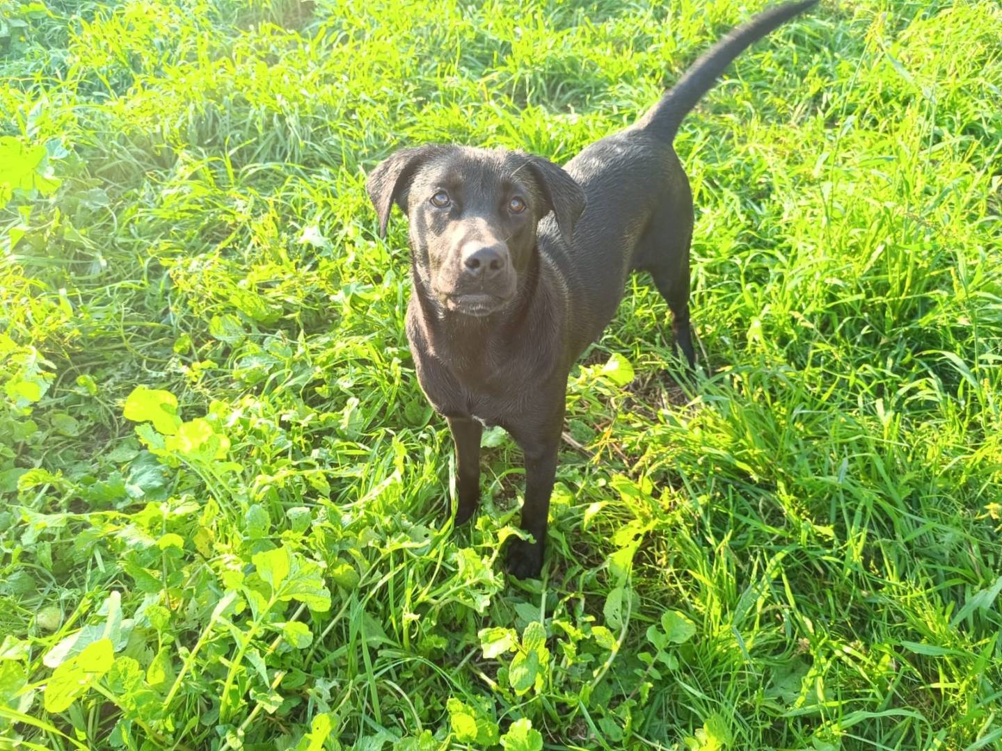 Adotta un cane, femmina, 1 anno e 3 mesi , Caserta