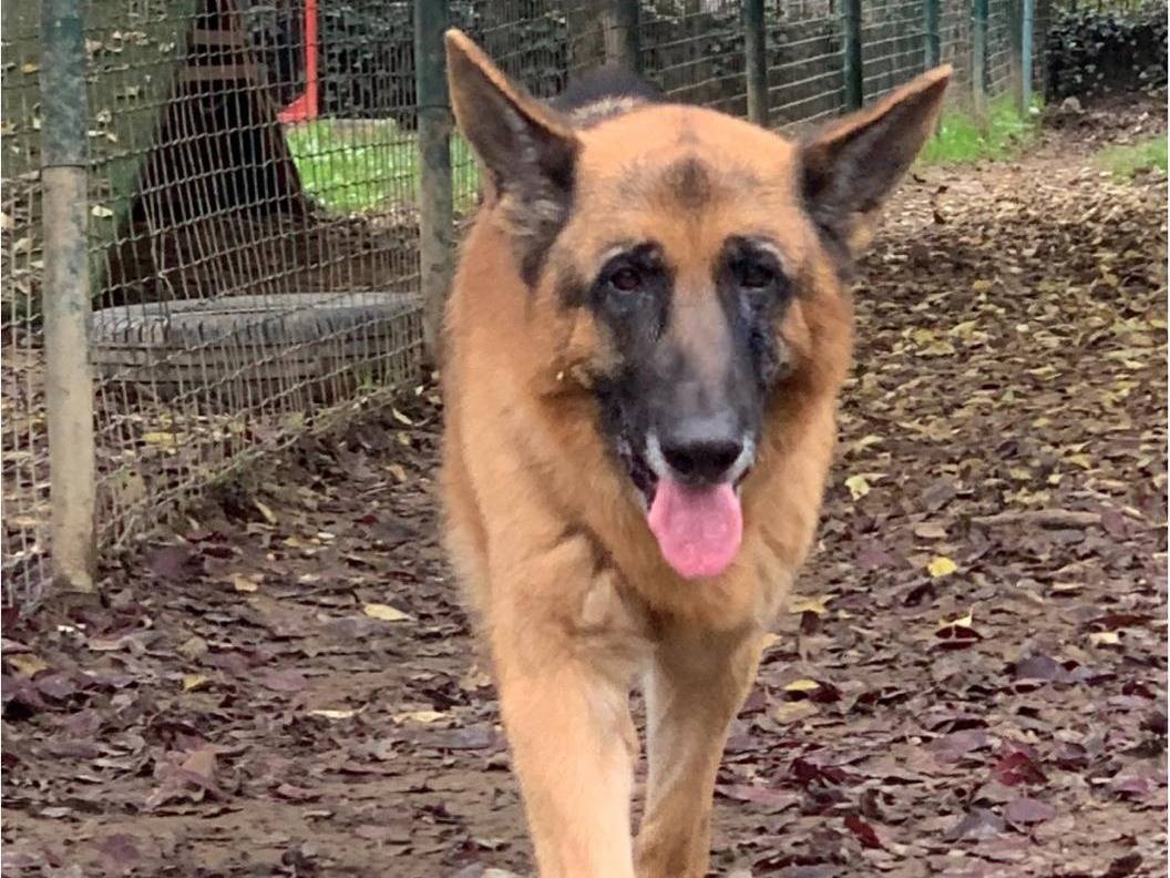 Adotta un cane, taglia gigante, maschio, Milano