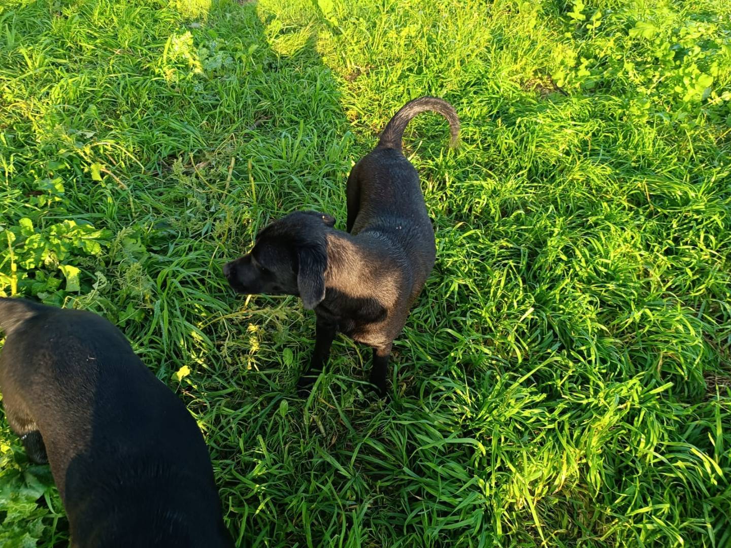 Adotta un cane, taglia media, femmina, Caserta