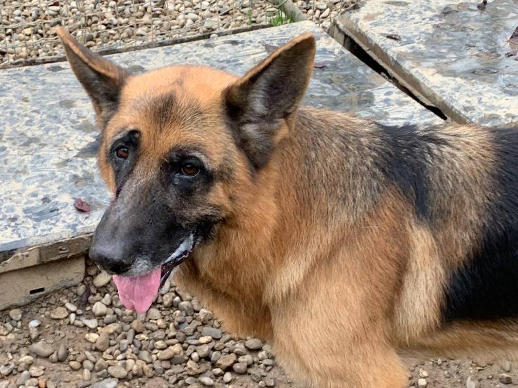Vuoi adottare un cane a Milano?